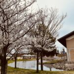 弓ヶ浜公園　桜
