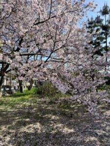 日吉神社　桜